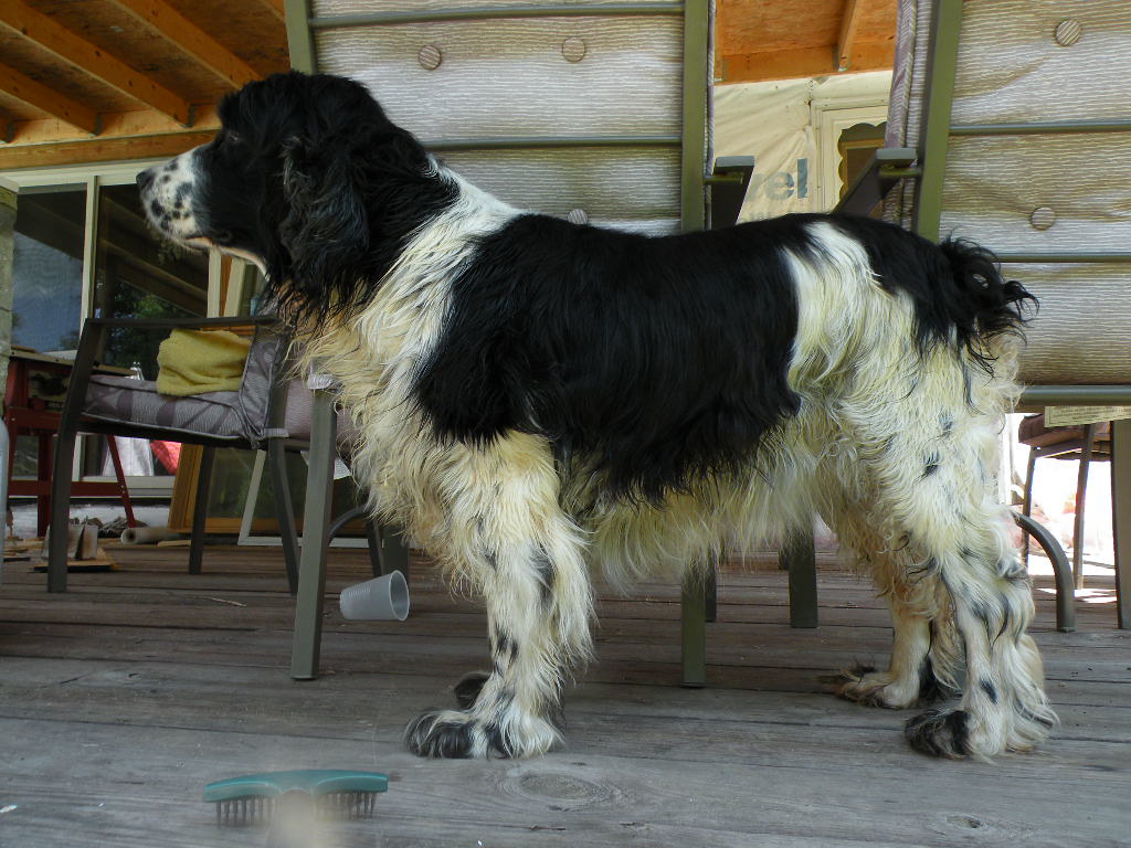 Puppy Grooming